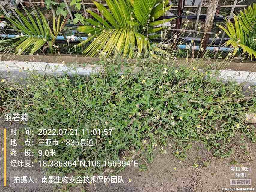 羽芒菊