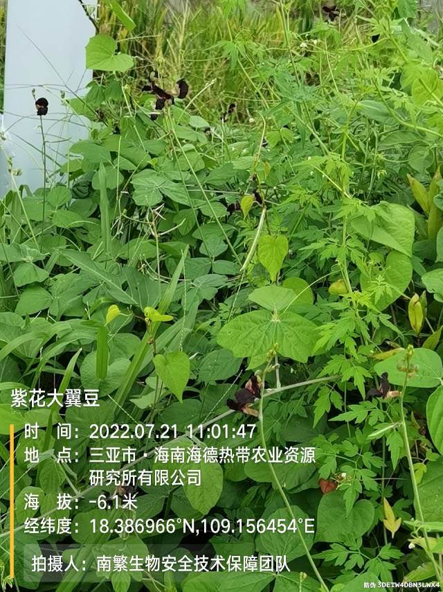 紫花大翼豆