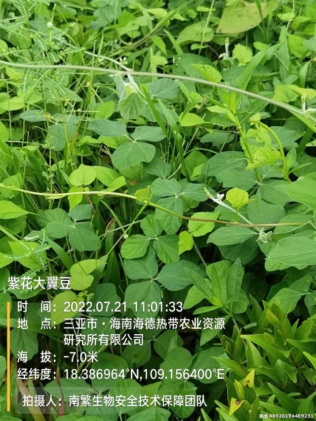 紫花大翼豆
