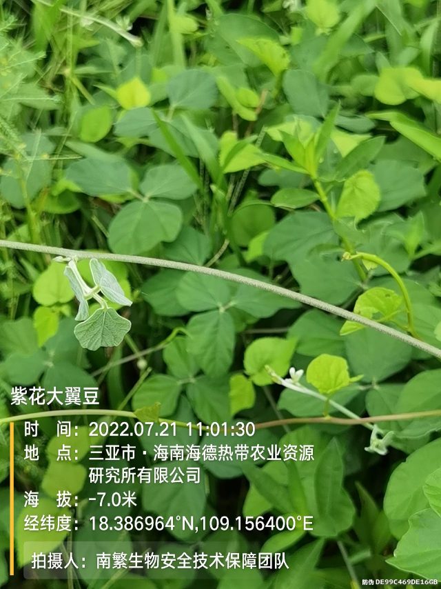 紫花大翼豆