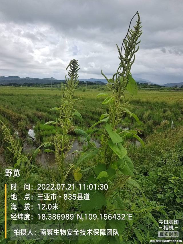 野苋