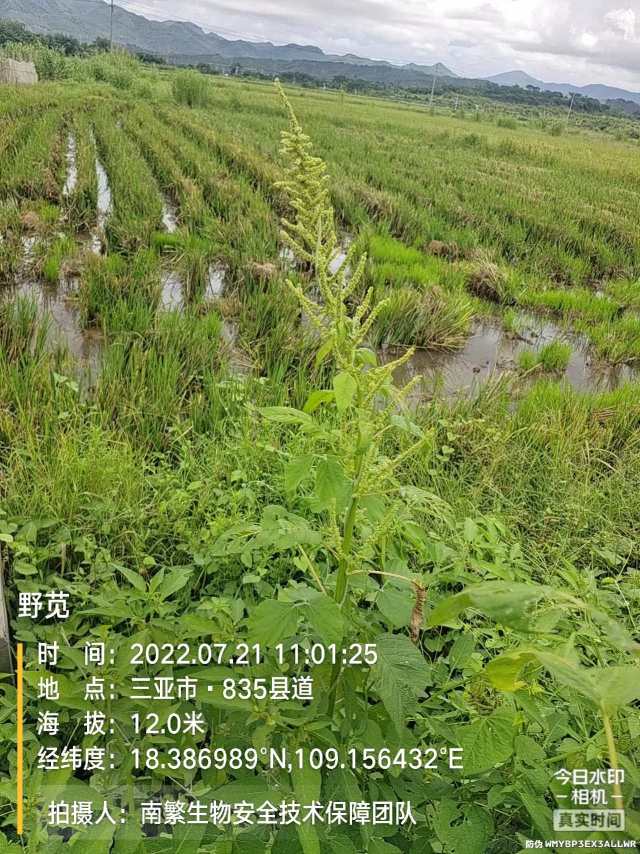 野苋