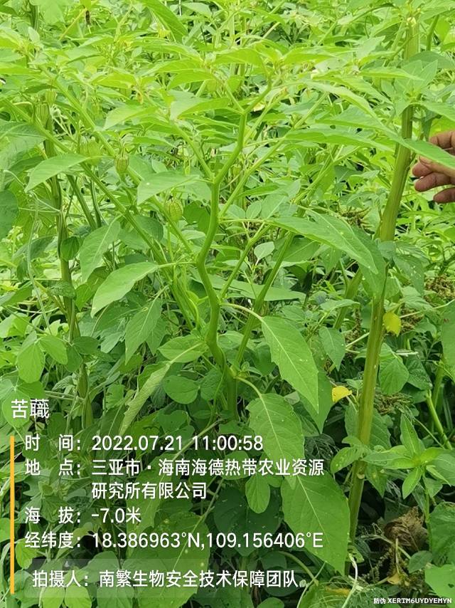 苦蘵
