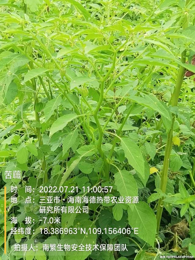 苦蘵