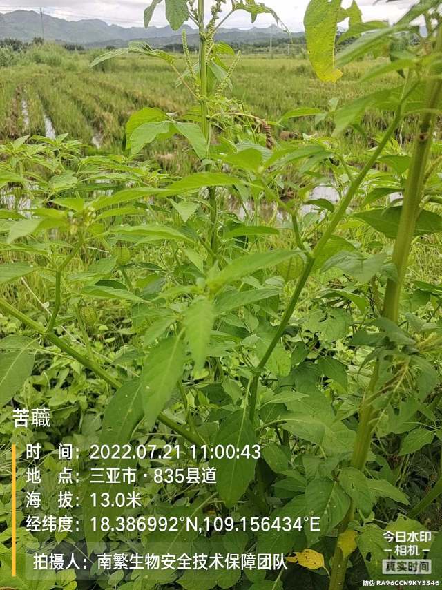 苦蘵