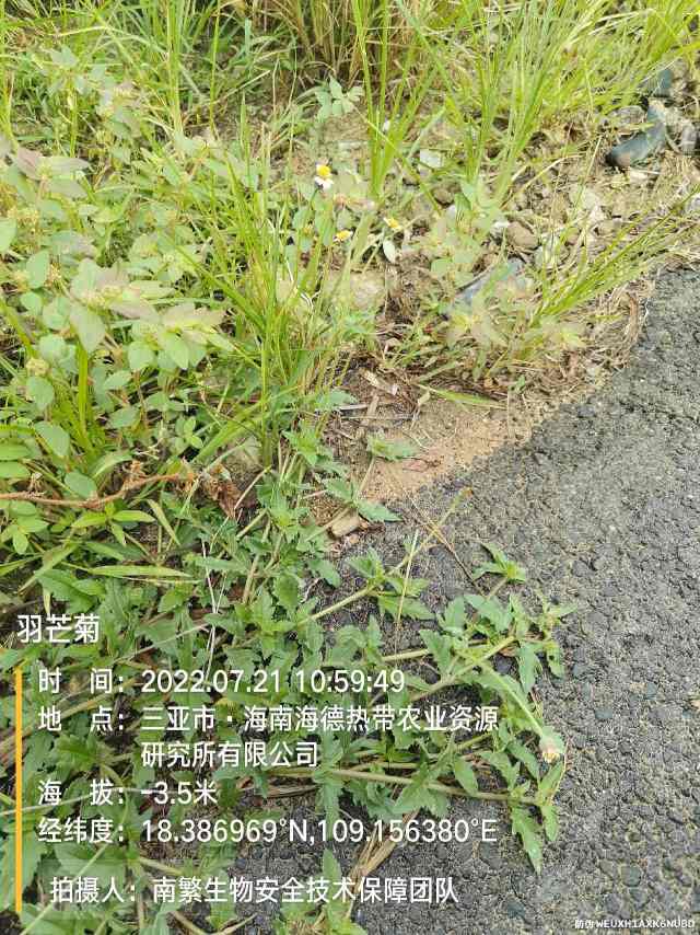 羽芒菊
