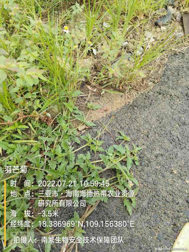 羽芒菊