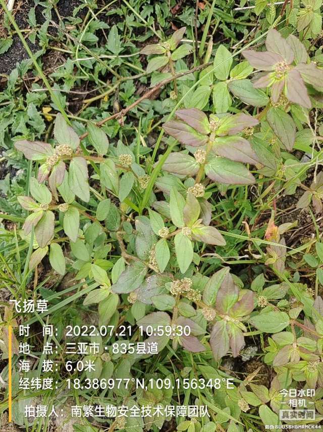 飞扬草