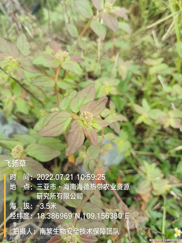 飞扬草
