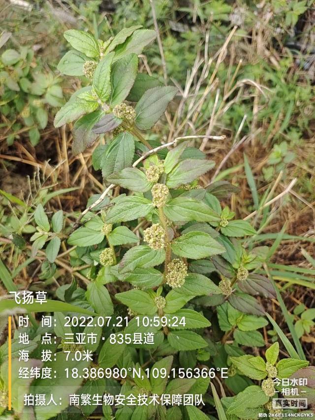 飞扬草