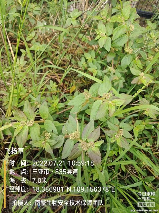 飞扬草