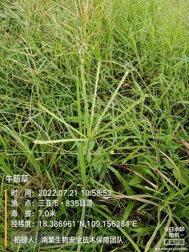 牛筋草