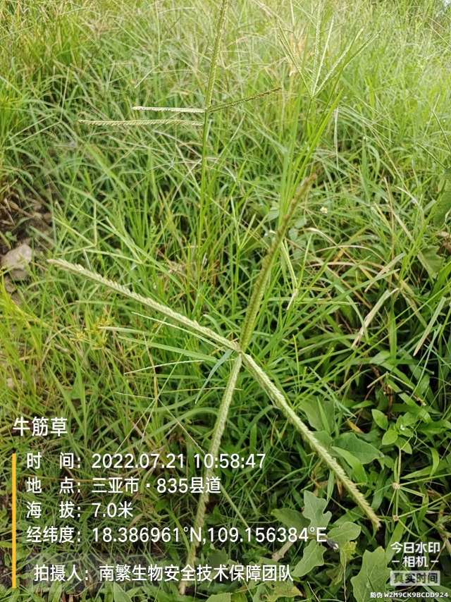 牛筋草