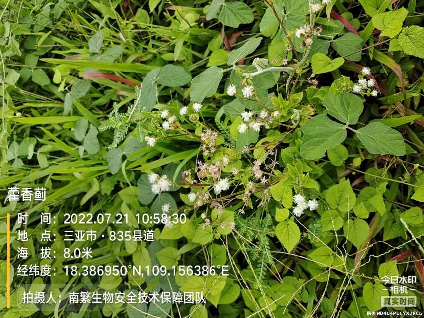 藿香蓟