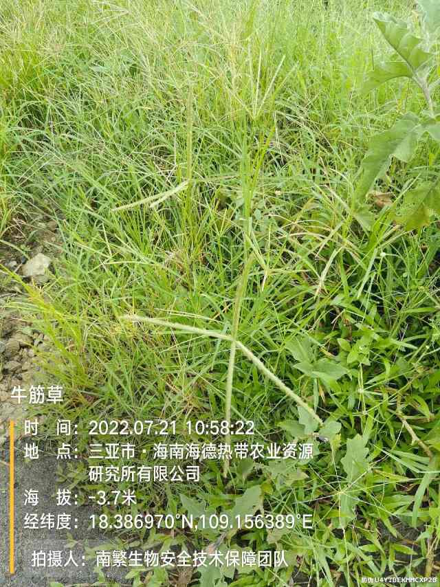牛筋草