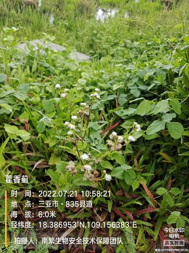 藿香蓟
