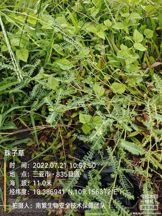 珠子草