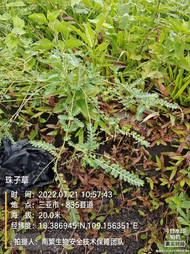 珠子草