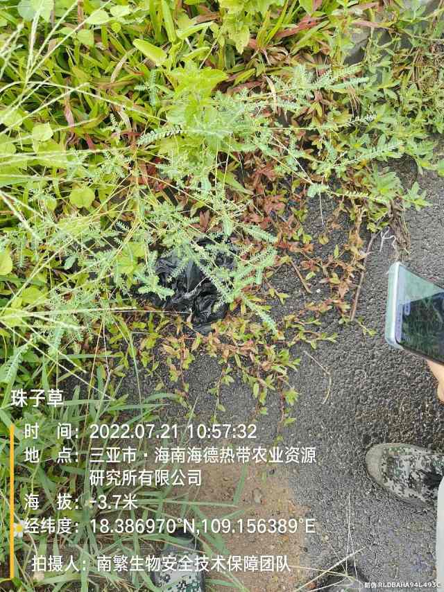 珠子草