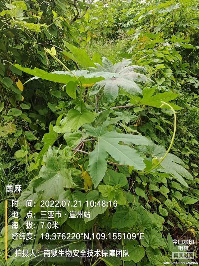 蓖麻