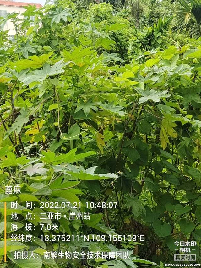 蓖麻