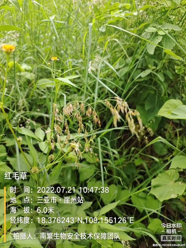 红毛草