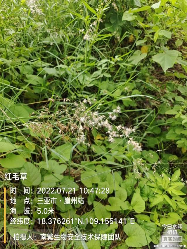 红毛草