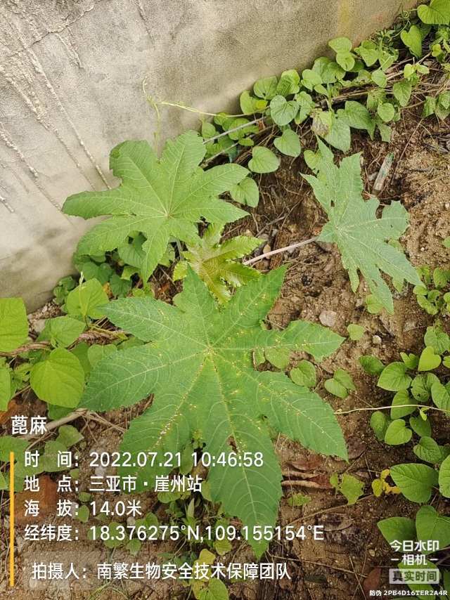 蓖麻