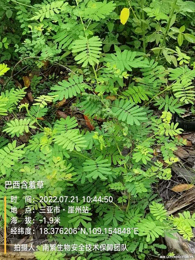 巴西含羞草