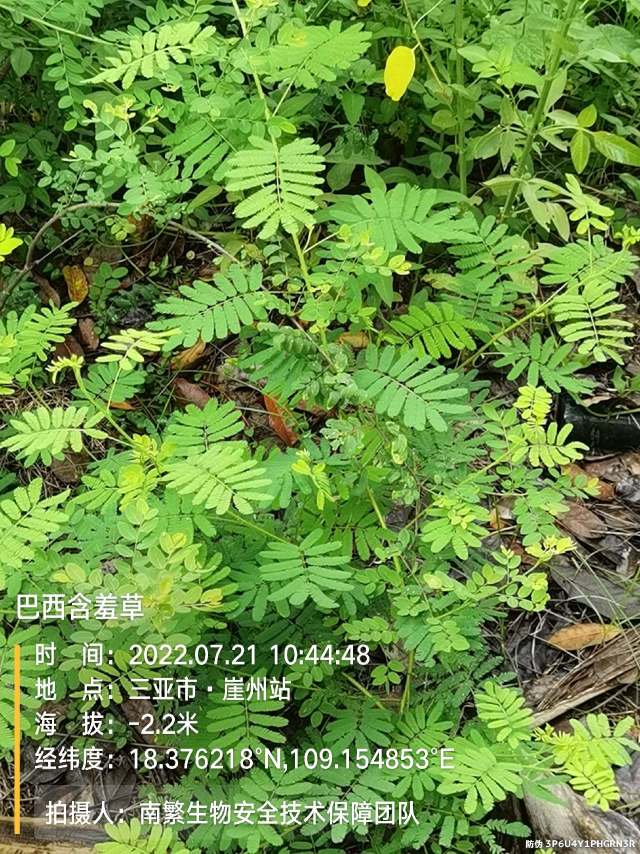 巴西含羞草