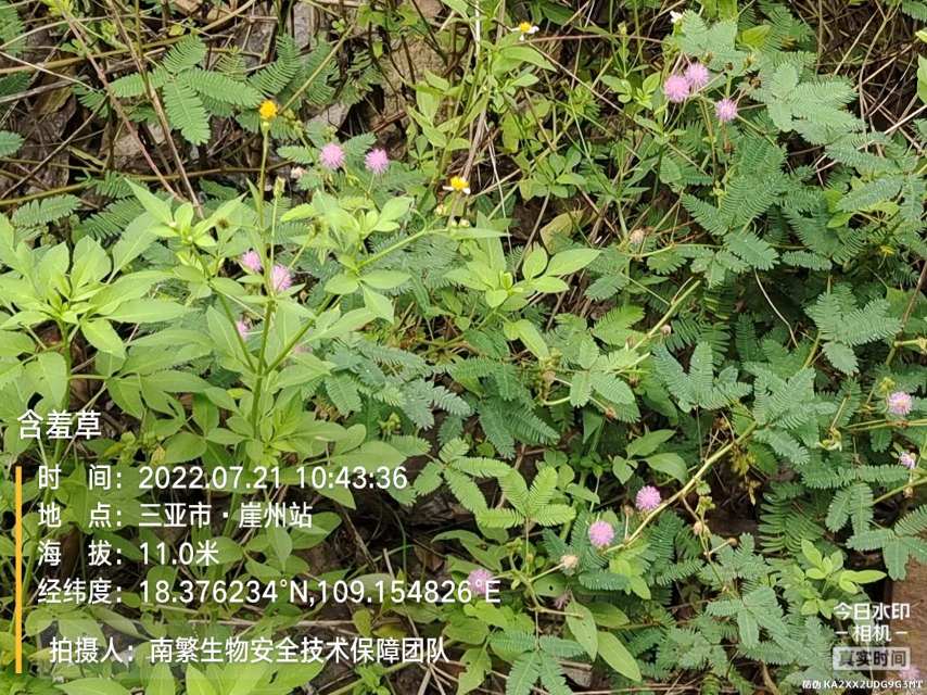 含羞草