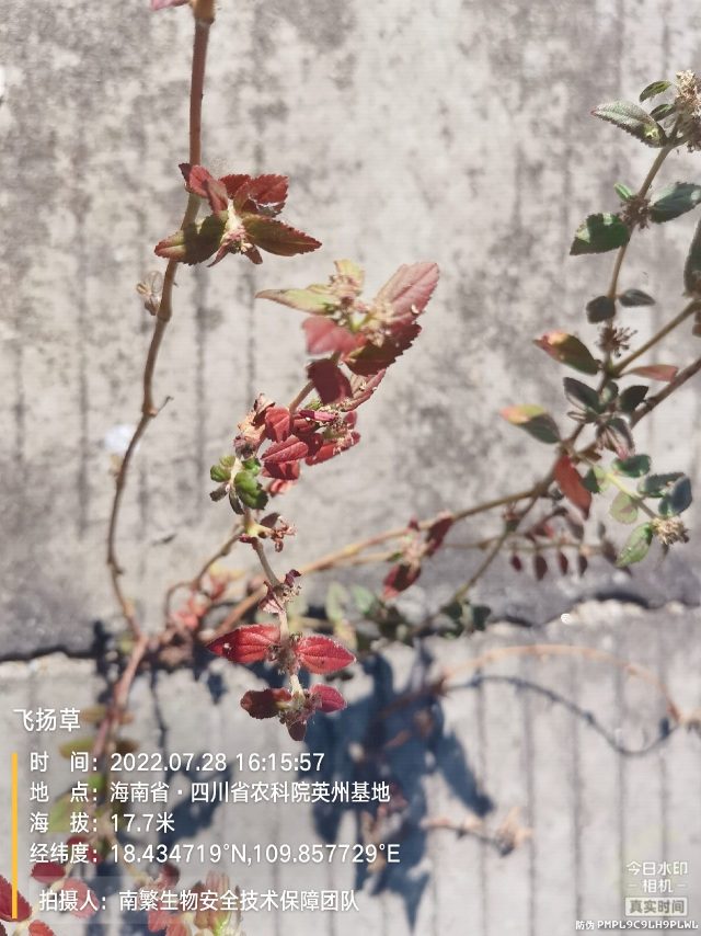飞扬草