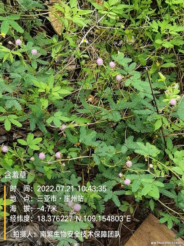 含羞草