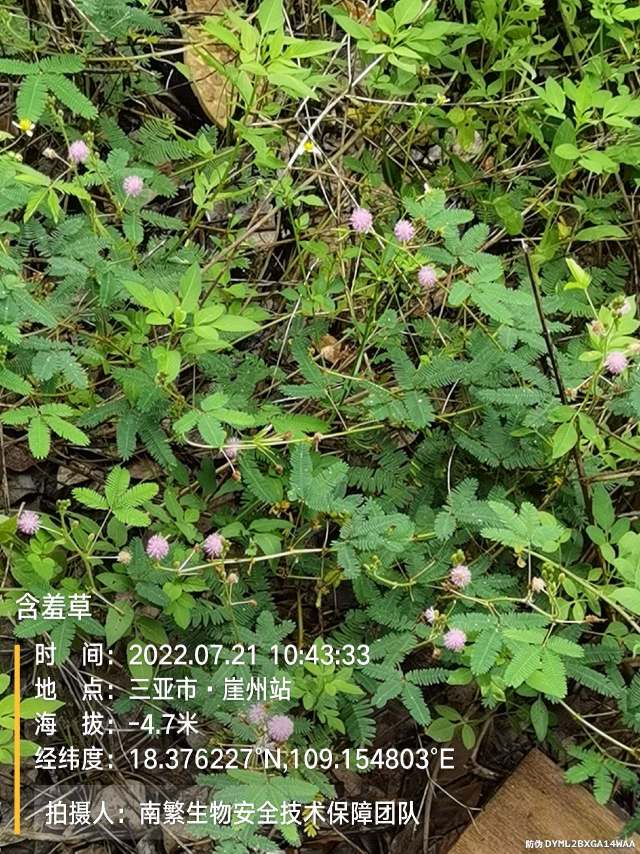 含羞草
