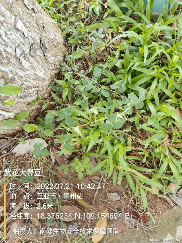 紫花大翼豆