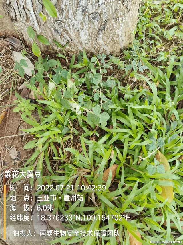 紫花大翼豆
