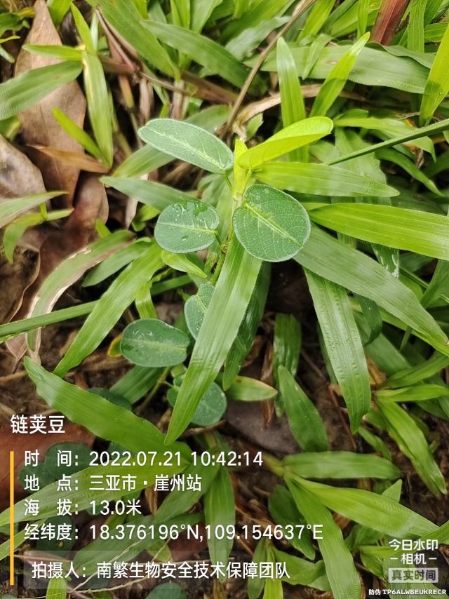 链荚豆