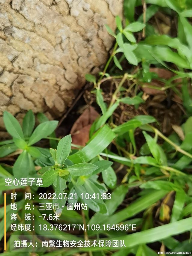 空心莲子草