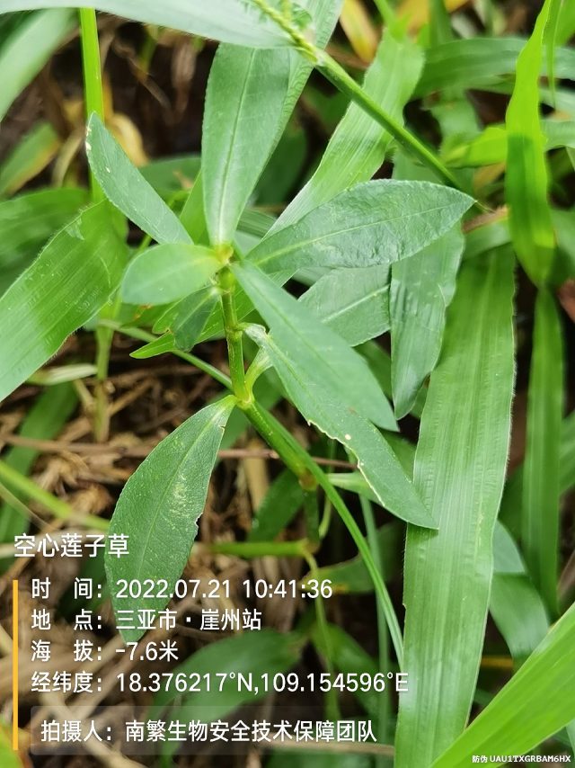 空心莲子草