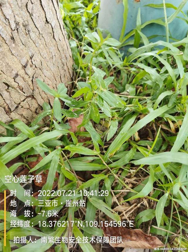 空心莲子草