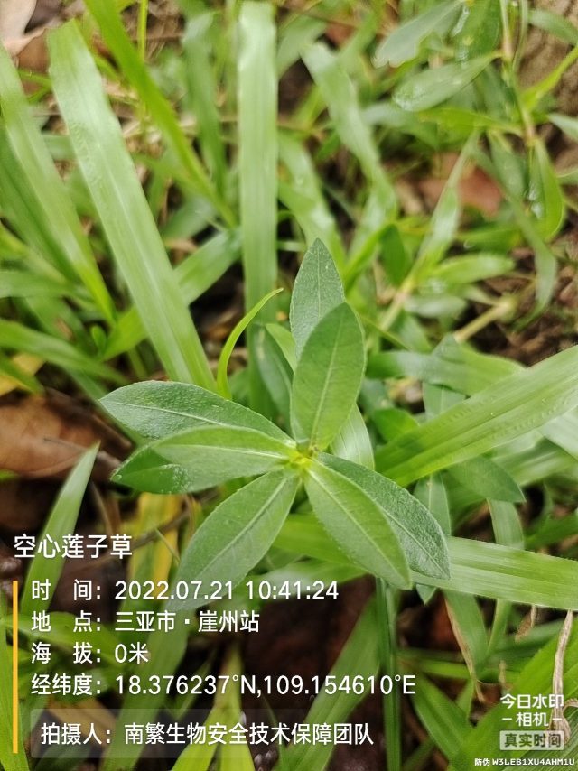 空心莲子草