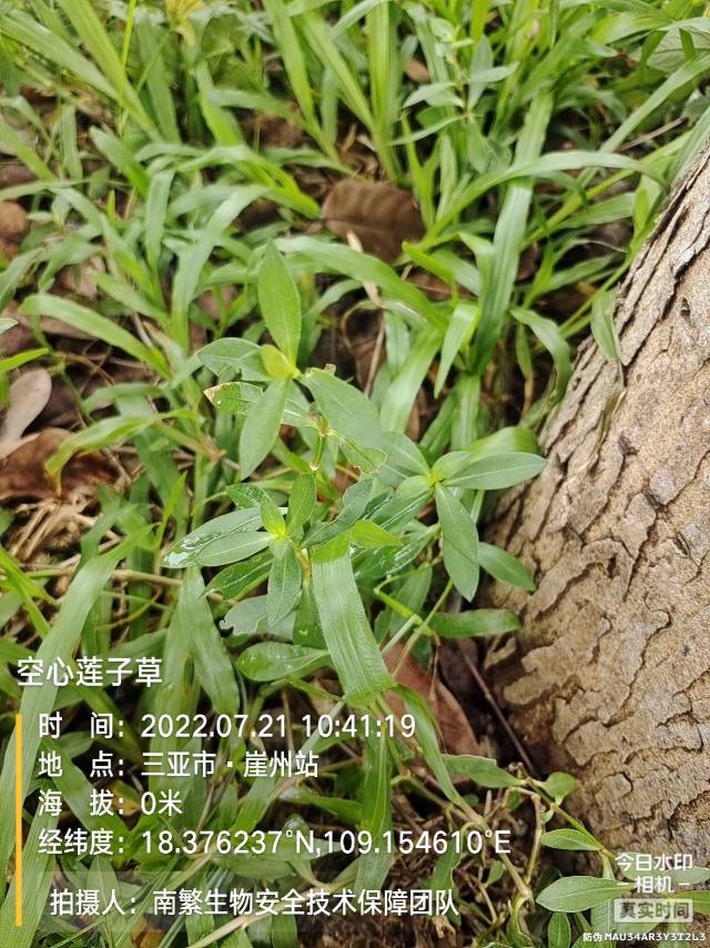 空心莲子草