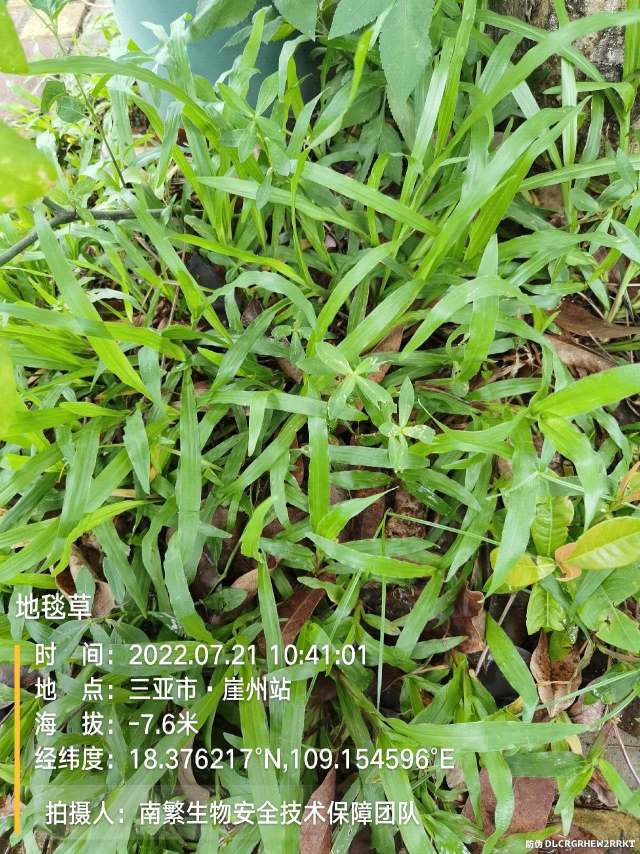 地毯草
