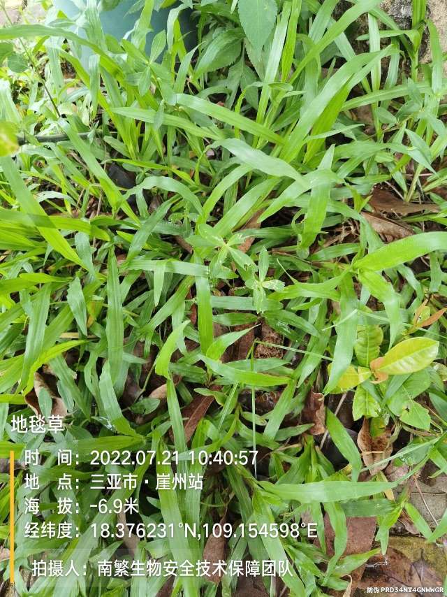 地毯草