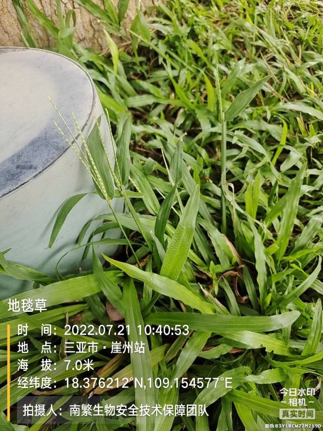 地毯草