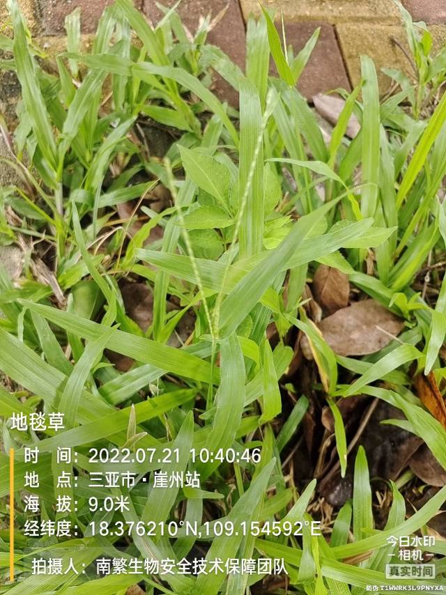 地毯草