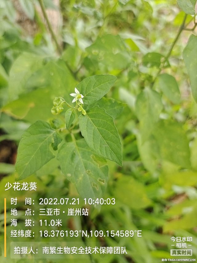少花龙葵