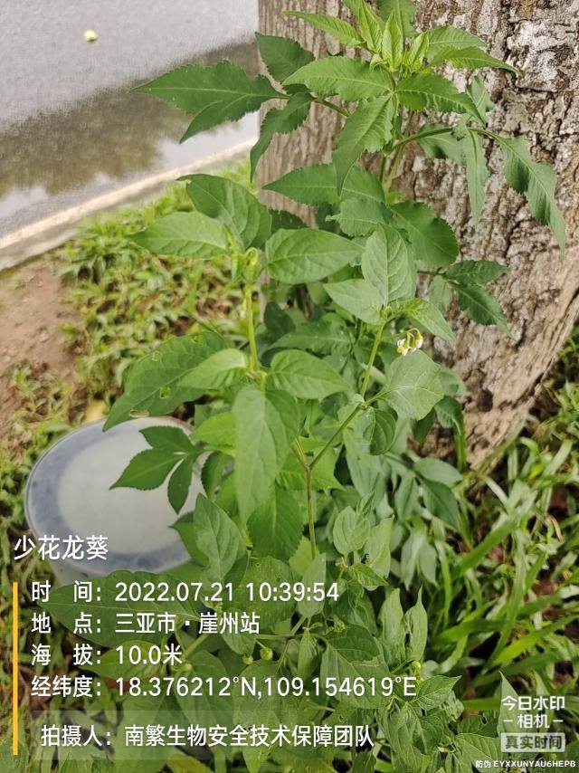 少花龙葵