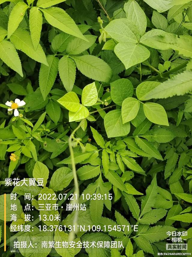 紫花大翼豆