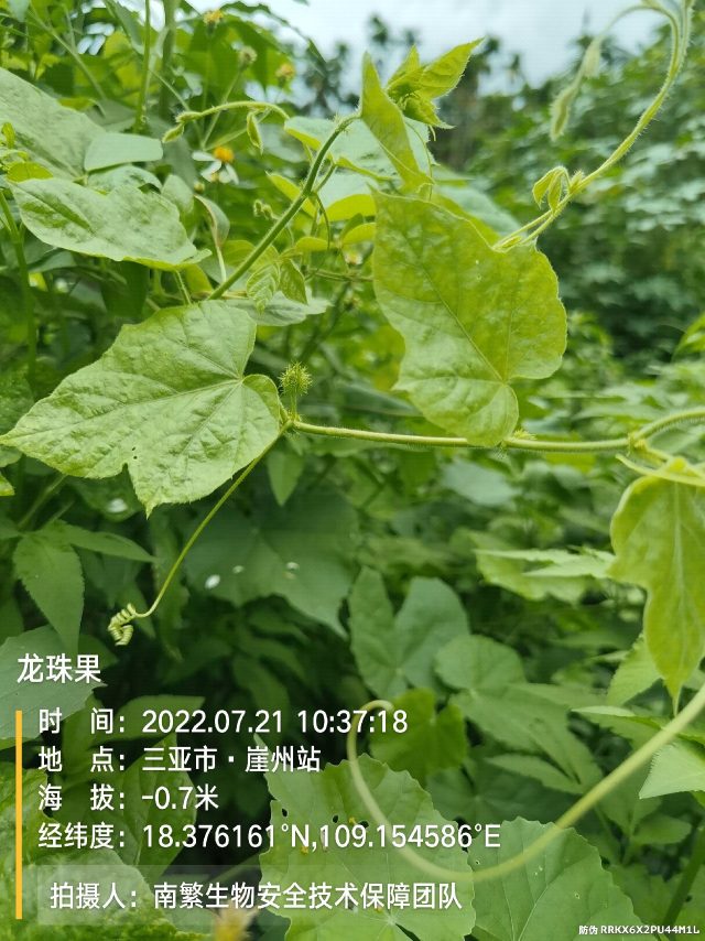 龙珠果